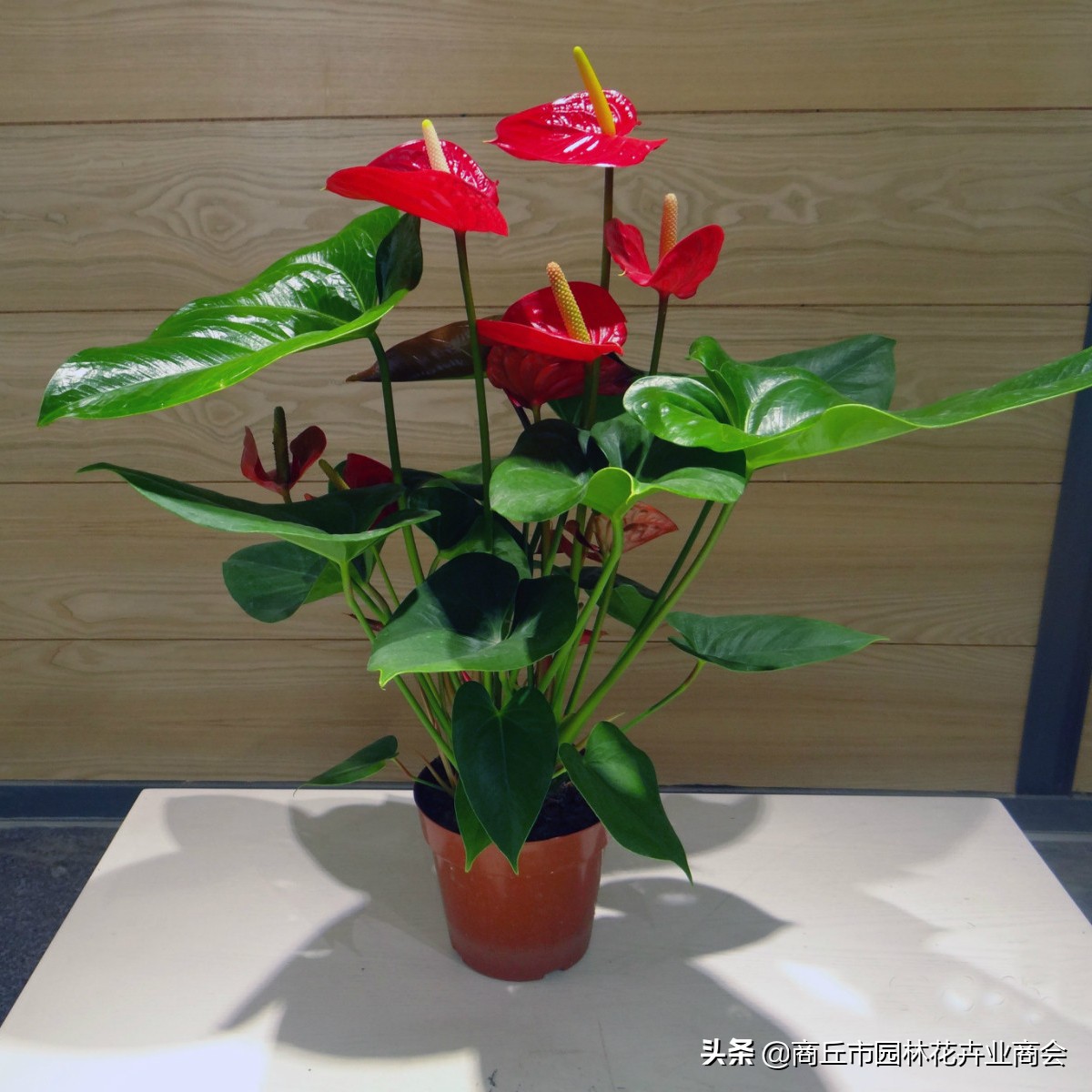 红掌怕热还是怕寒,红掌怕冷吗