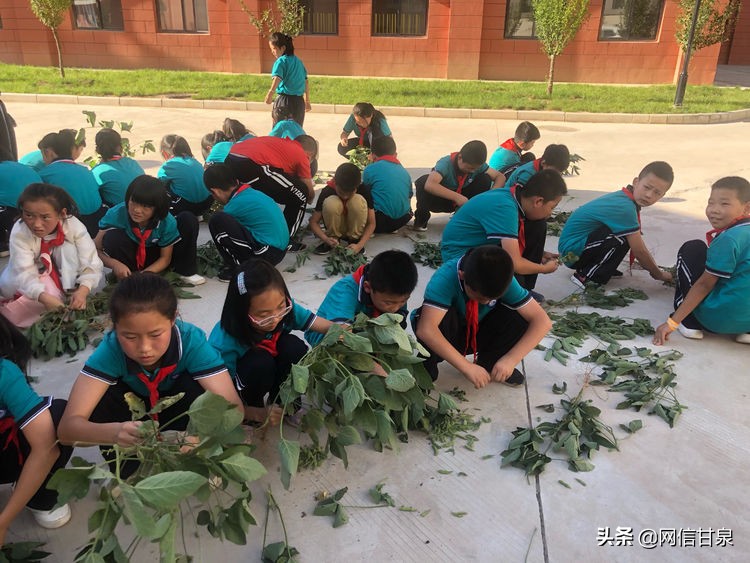 延安甘泉：播种绿色希望，收获金色成长——记甘泉县第三小学综合实践活动