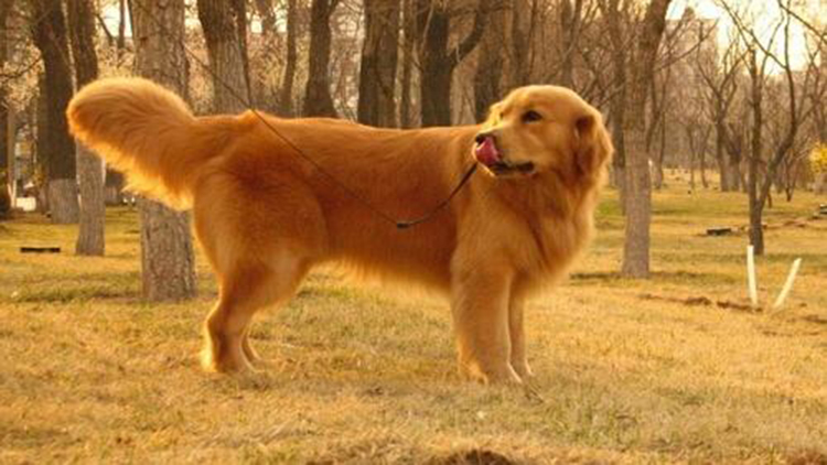 拥有这5个特征的狗狗很难养熟,拥有一只金毛犬是怎样的体验