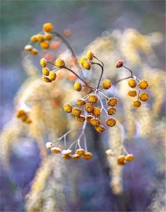 绝美花朵摄影佳作,波兰花朵摄影作品欣赏