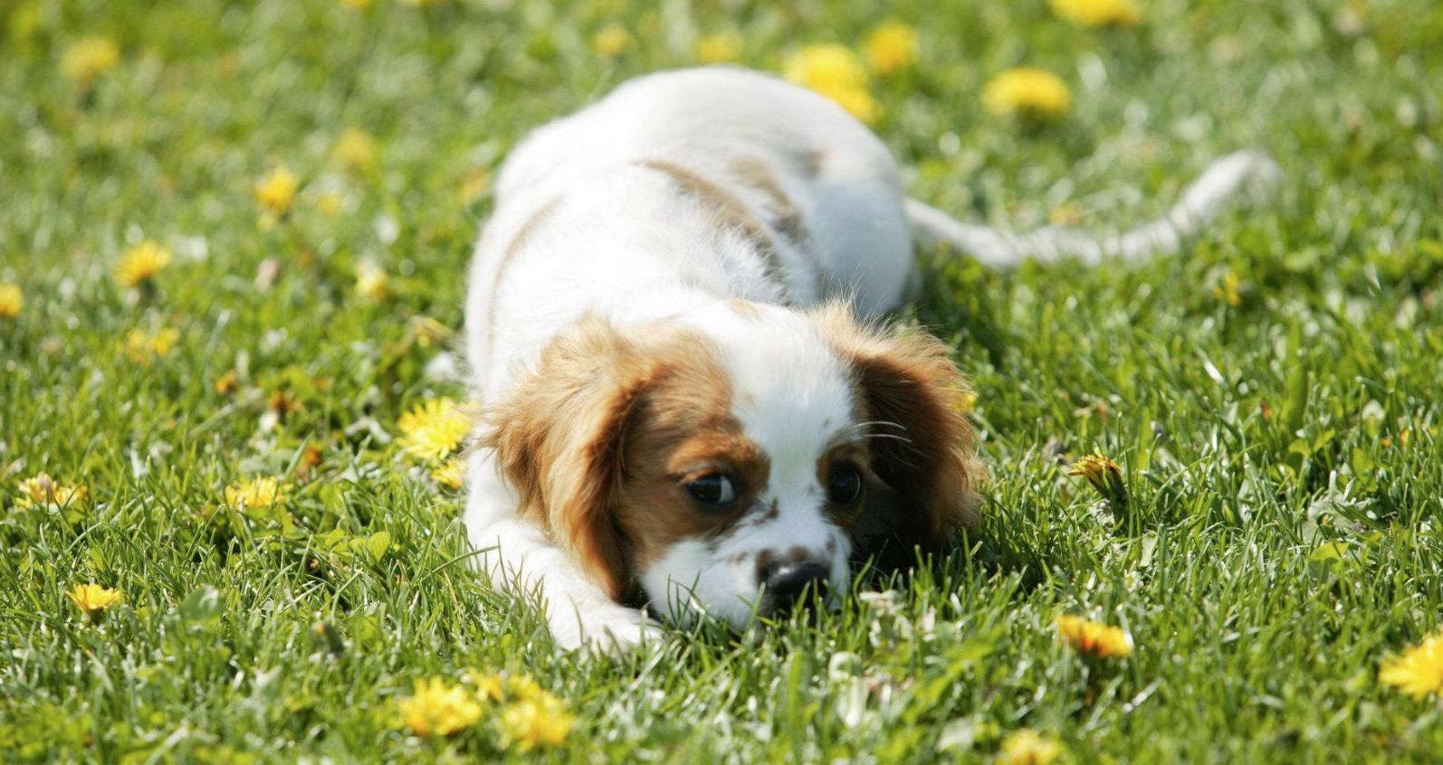 狗狗皮肤有真菌感染给它擦什么药,狗狗皮肤病治疗后皮肤变黑怎么办