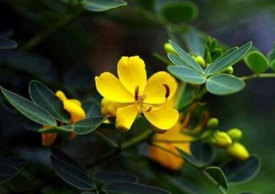 宝藏植物“蛇灭门”:毒蛇都躲着它,搞养殖的朋友有必要种植它