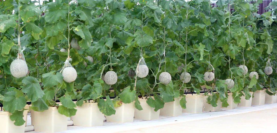 蓝城史诗级田园巨著，或将引领十万武汉人“上山下乡”