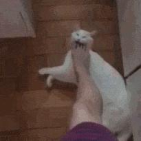 养猫好还是养狗好玄学,玄学上养猫有什么影响