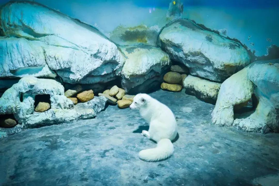 二月份临沂海洋世界主题公园,临沂海洋世界门票哪些人免票