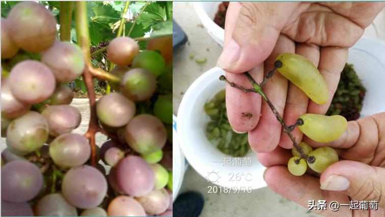 葡萄园常见病虫害及防治方法,葡萄园虫害消灭方法