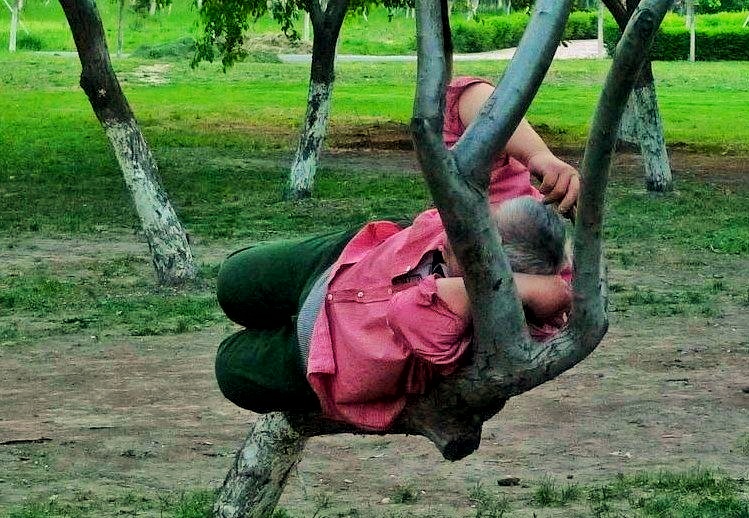 荷兰的郁金香为什么被称为国花,郁金香在荷兰有多高贵