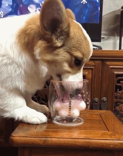 2019星巴克猫爪玻璃杯,全世界都在找的星巴克猫爪杯