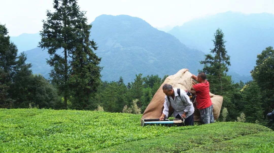 毛峰茶鹤峰茶,鹤峰茶明前茶