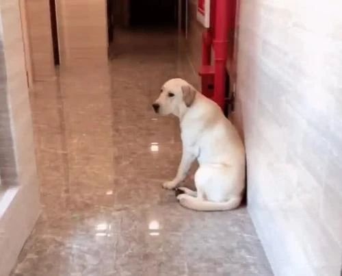 当狗狗吃醋时的表现,狗狗吃醋时会有什么表现