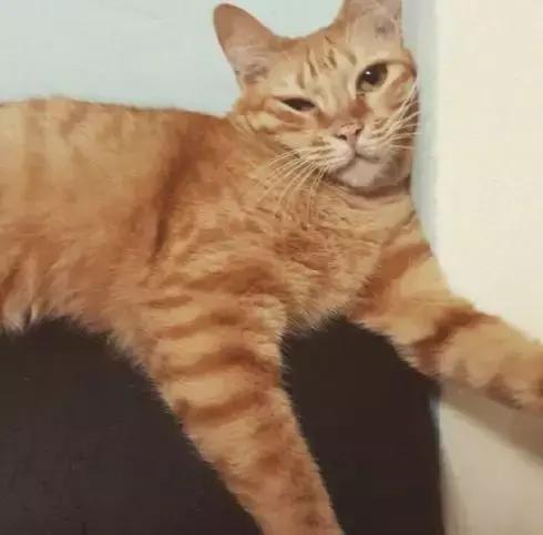 养猫党的十件事,新手养猫必须做的十件事