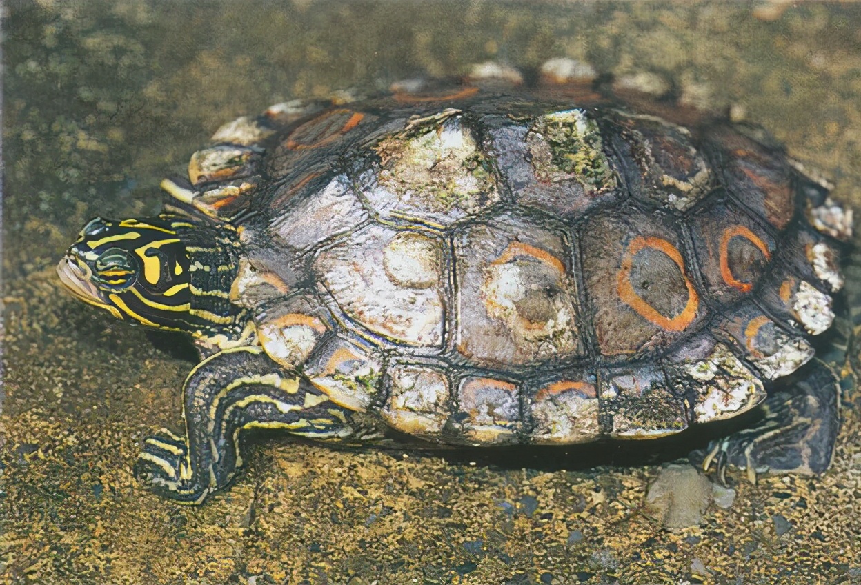 龟类纪录片,龟类图片