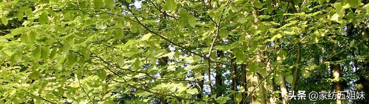 真正的天丝到底什么样,天丝真的那么好吗