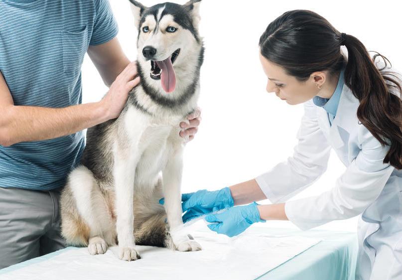 狗狗舔伤口有什么危害,为什么狗狗不能舔伤口