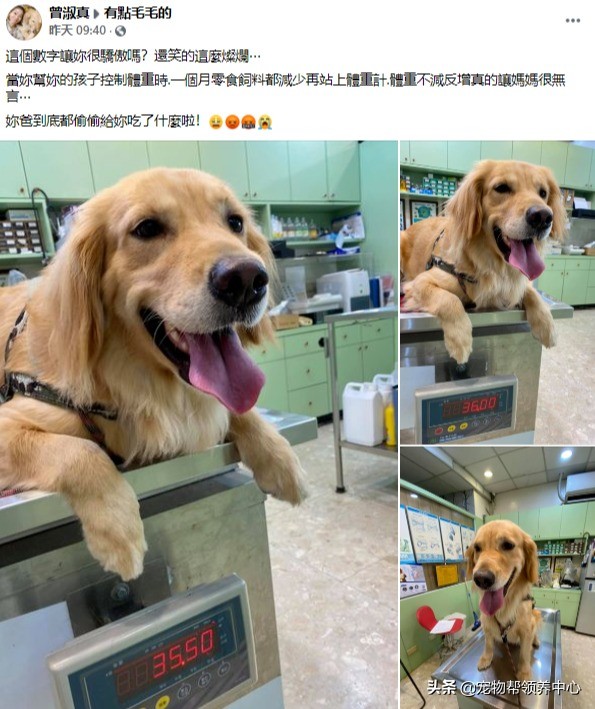 胖金毛最后减肥成功,金毛被迫减肥完整视频