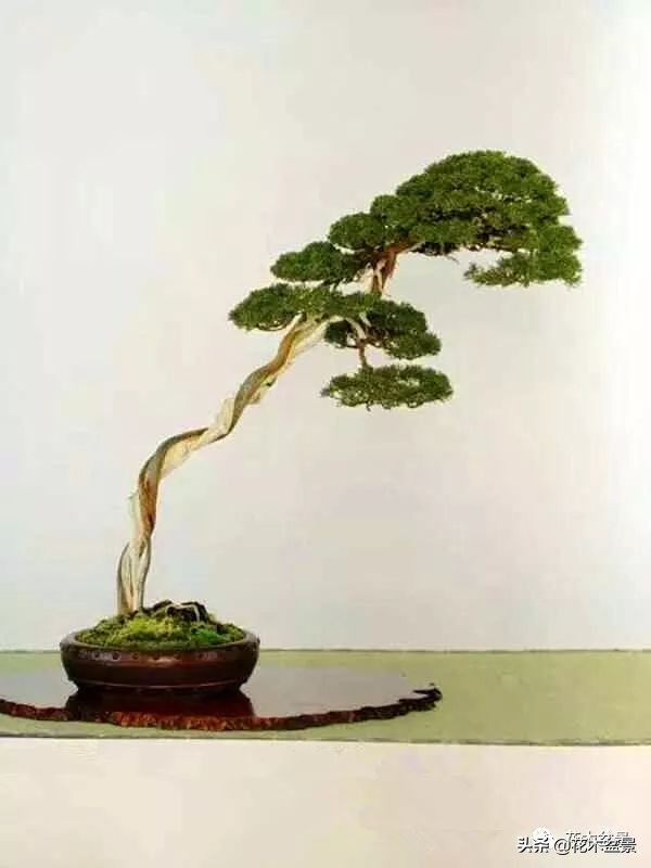 适合客厅养的盆景植物,茶桌上养什么盆景植物