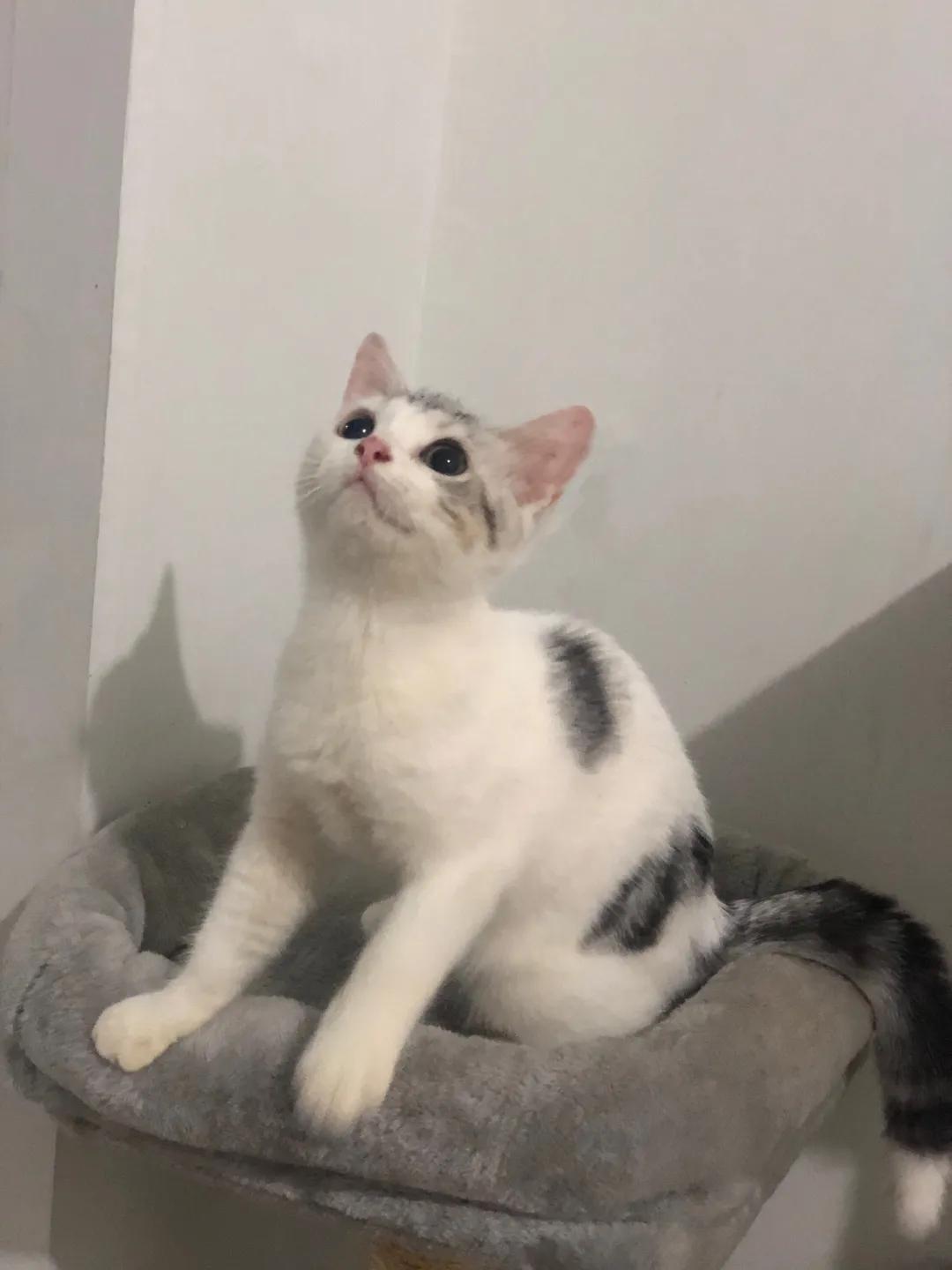 和宠物交流说什么,和宠物谈恋爱