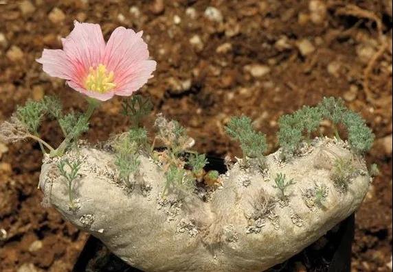 多肉植物科普讲解,林草科普活动方案