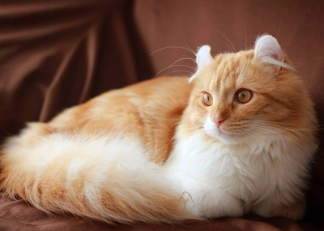 又骗我养猫系列|长得像大橘的卷耳猫