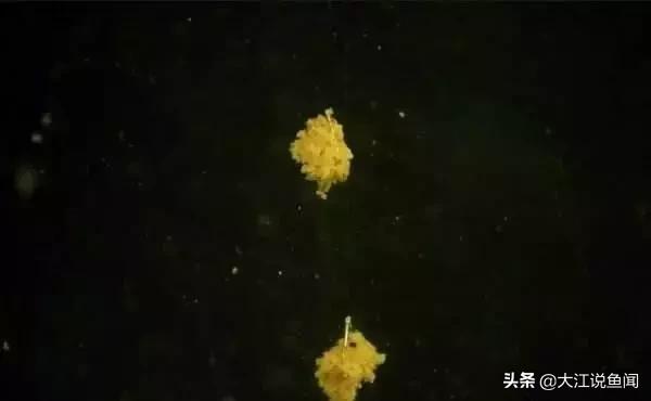 窝子有鱼不开口什么原因,窝子有鱼不咬钩的方法