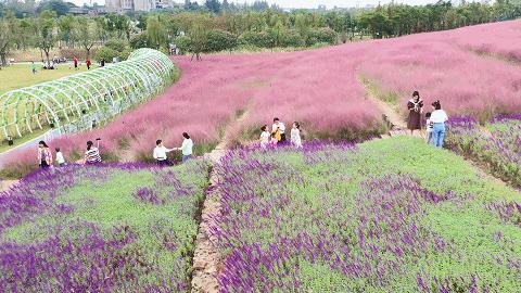 浦口好看的花海,浦口最好的花海