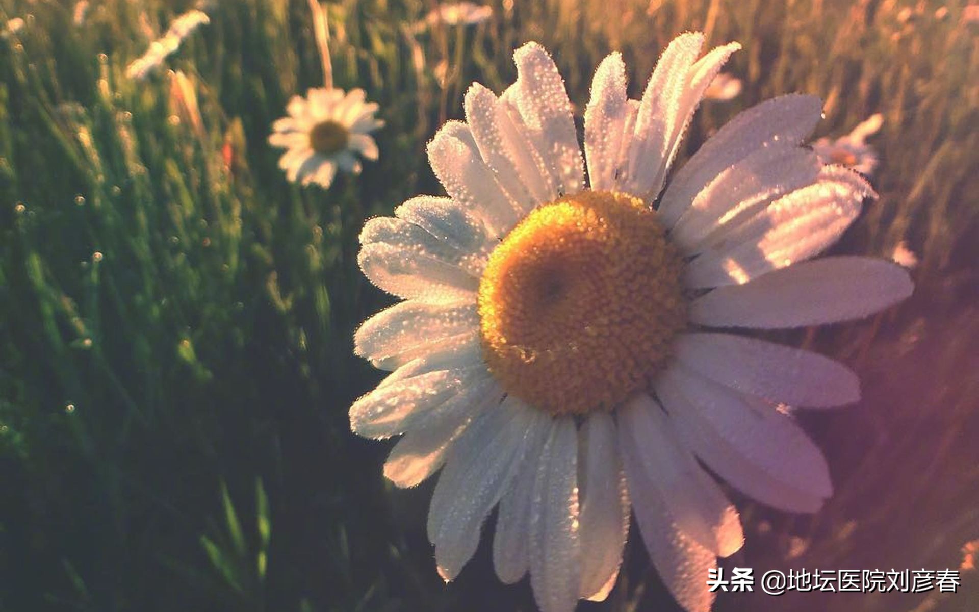 哺乳期妈妈抵抗能力差吃什么,哺乳期hpv感染16型可以怎么治疗