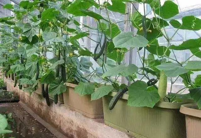 6步在阳台上栽种黄瓜，解开黄瓜生长过程中遇上的栽培难题