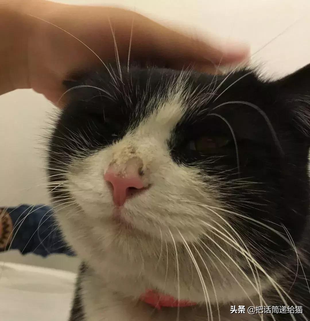 猫故事全集,猫故事小说