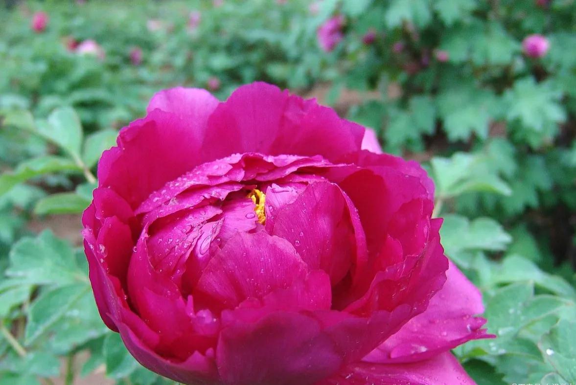 春季盆栽牡丹花蔫了怎么办,牡丹花夏季枯萎的原因有哪些