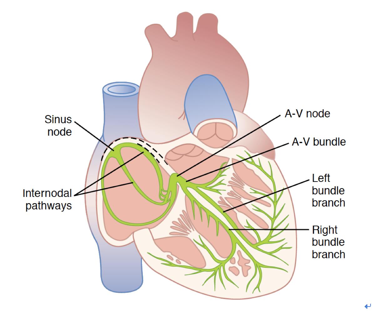 什么是冠心病介入治疗,冠心病介入治疗的利与弊