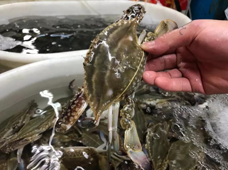 青岛老渔民教你如何挑肥螃蟹,买螃蟹的方法和技巧