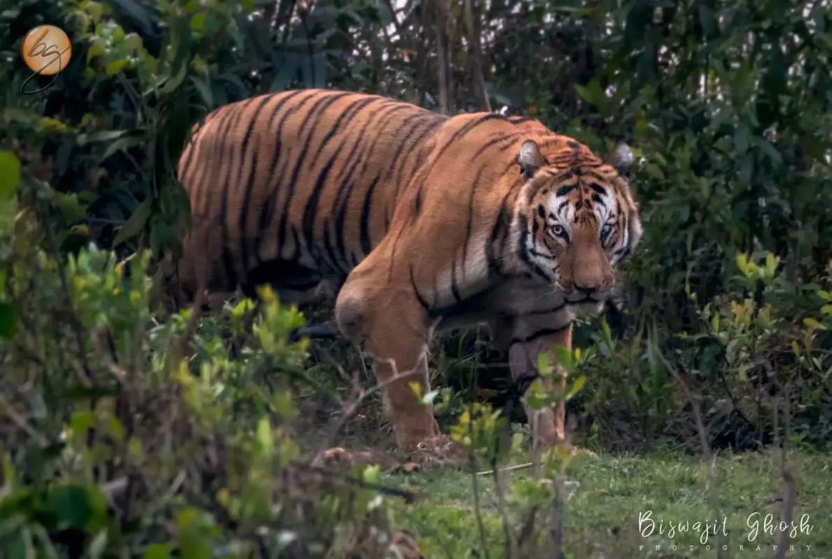 猫科战斗力天花板狮群,狮王猫科战力天花板