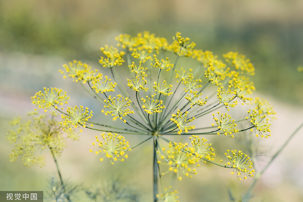 精油小知识罗马洋甘菊,精油小知识大全