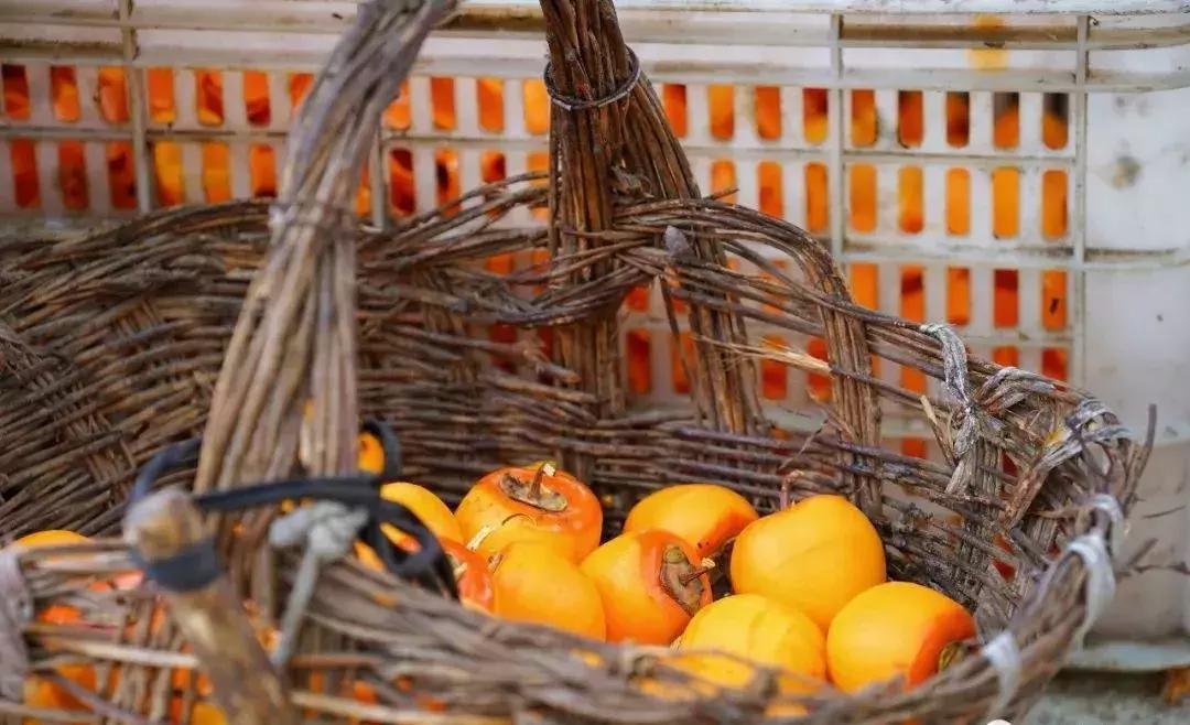 山东7月份有哪些水果可以采摘,山东10月份有什么水果可以采摘