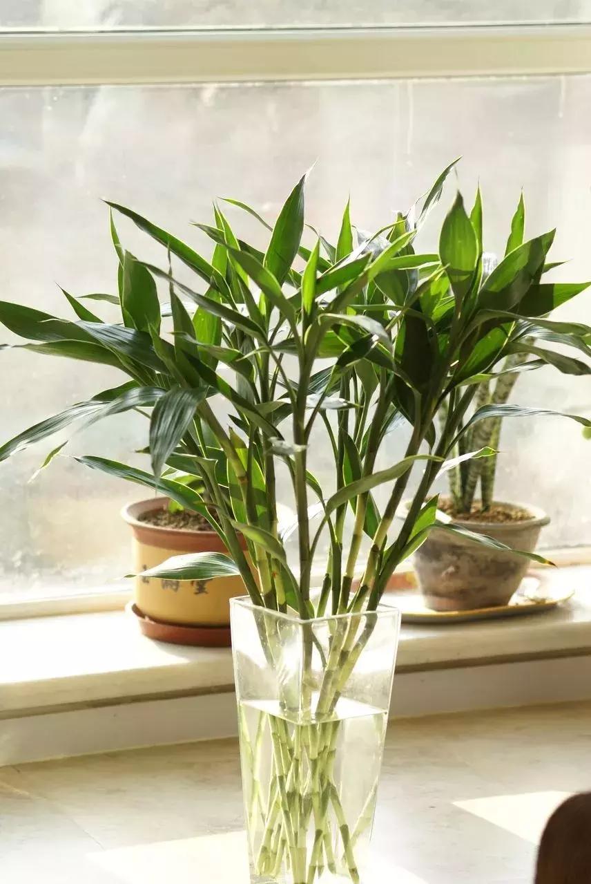 风水学客厅怎么布置,客厅怎么布置风水最旺效果图