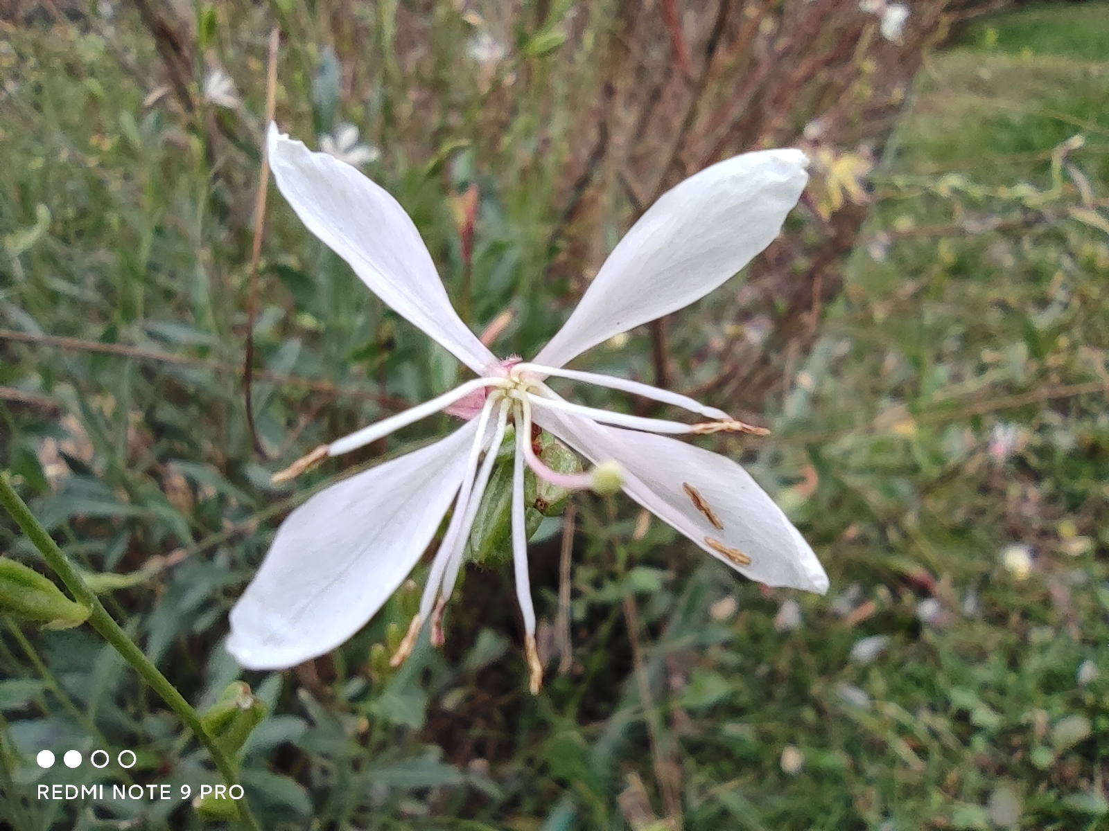 redminote9娣卞害娴嬭瘎,redminote9鎺ㄨ崘