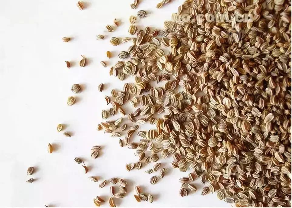 常见蔬菜种子催芽方法,蔬菜种子催芽小技巧