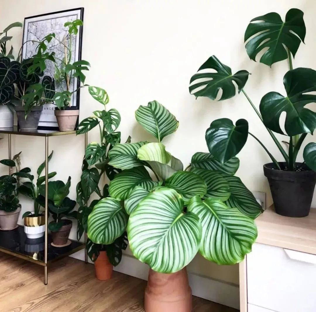 装饰高级感家里绿植推荐,室内装饰花卉及盆景植物