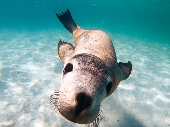 「求真」消费吓退国人的澳大利亚,竟然适合春节旅行?