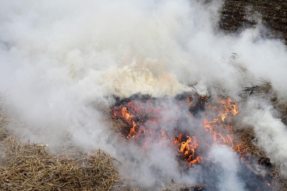 中国人每天排粪便多少吨,中国人每天能排多少粪便