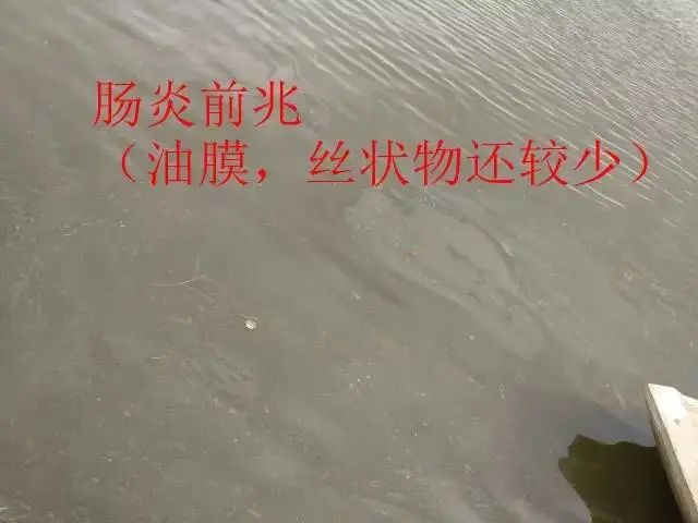 南美白对虾偷死病怎么治,南美白对虾肠炎能不能投喂新霉素