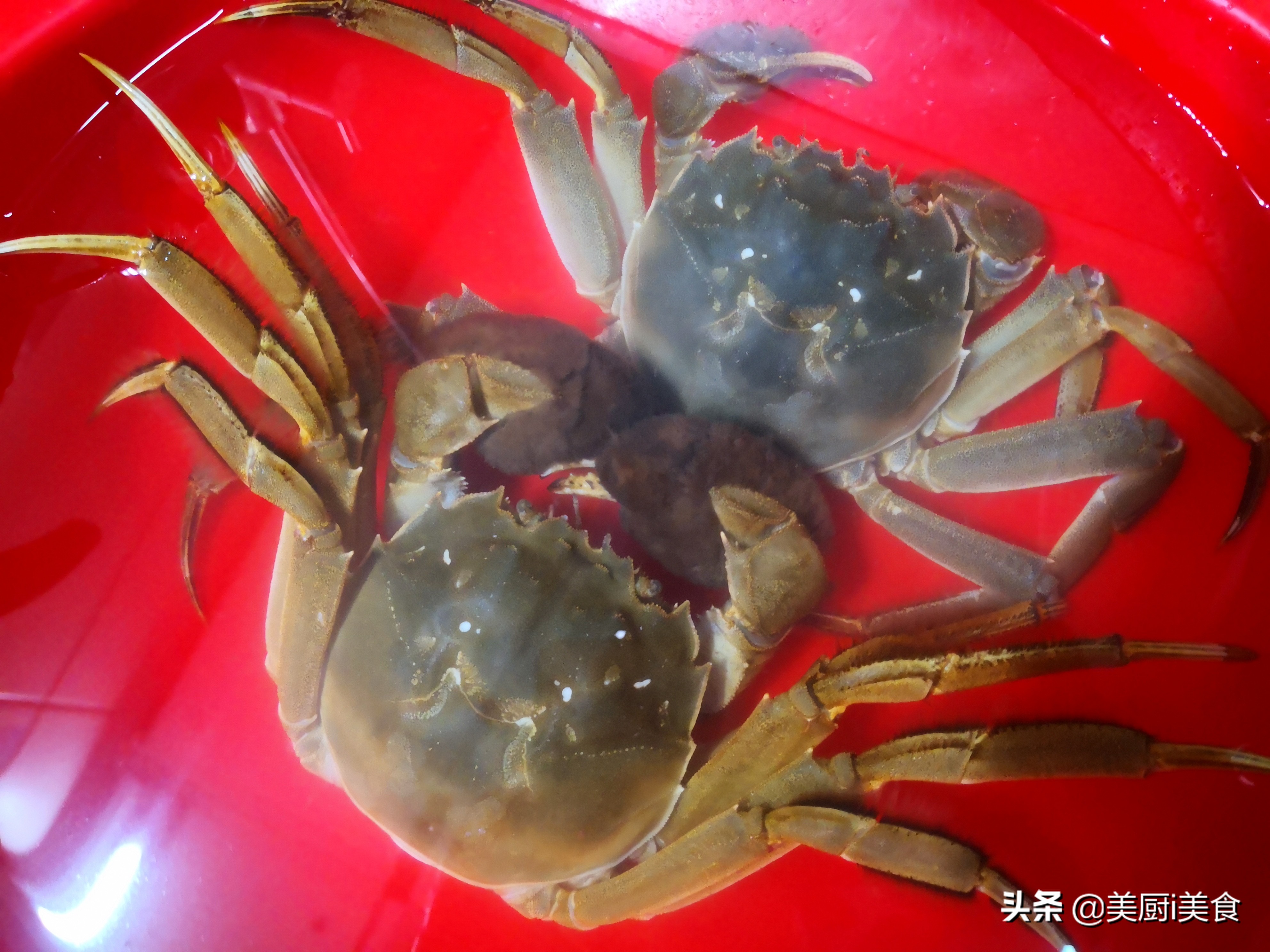 大闸蟹的正确吃法要蒸多久,大闸蟹怎么蒸才正确蒸多久才会熟