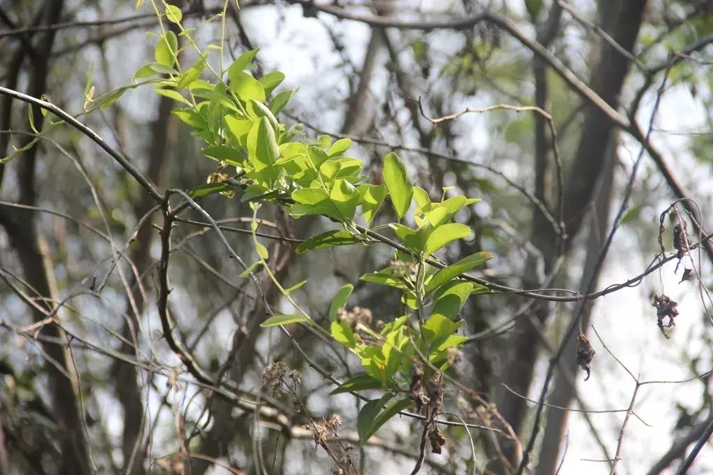 沉香好样的,沉香好看么