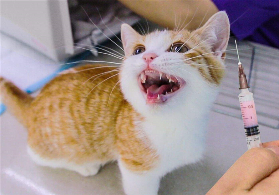 自己在家给猫咪打疫苗注意事项,自己给猫咪打疫苗会被记仇吗
