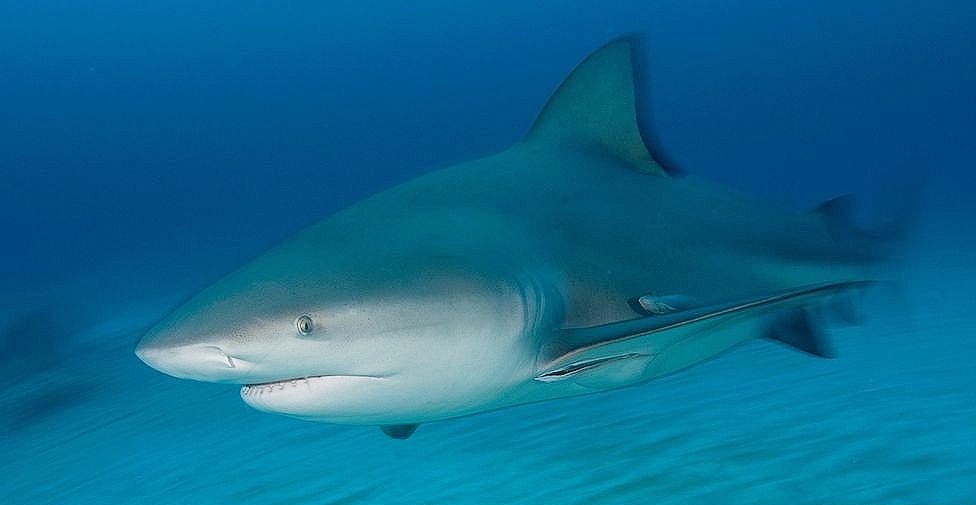 大白鲨与噬人鲨有哪些亲缘关系,大白鲨为什么要攻击虎鲸