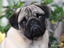 巴哥犬训练教程,巴哥犬和斗牛犬