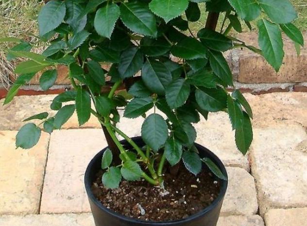 50种过期药品养花不生虫,5种过期的药养花