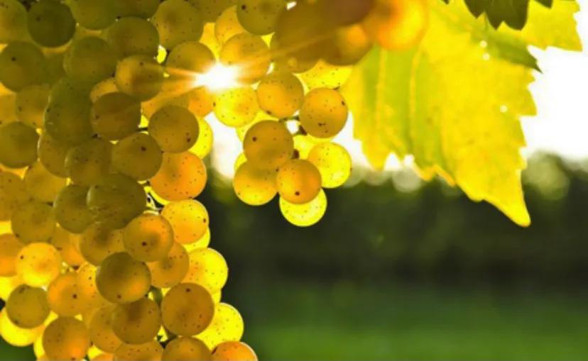 爱克维雷司令白葡萄酒味道,进口乐事白葡萄酒味道