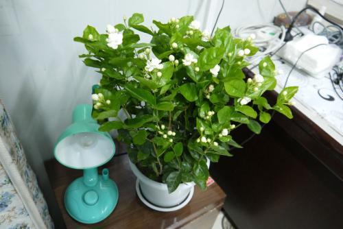 家养茉莉花施什么肥,家养茉莉花的养殖方法