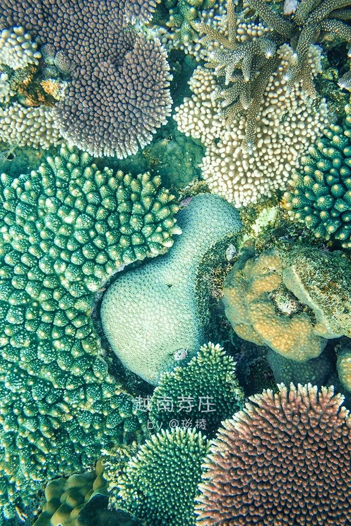 中国可浮潜的海湾,世界最美且可以浮潜十大海滩